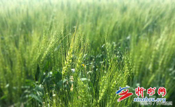 忻州市政协座谈会,忻州市政协调研