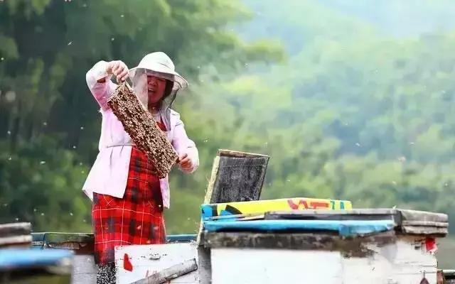 黎川中蜂养殖,养殖土蜂的利润与成本真实