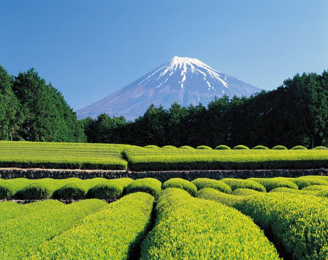 日本抹茶金箔冰激凌,体验当土豪