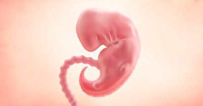 胎儿每周的发育及孕期保健（一）早孕期