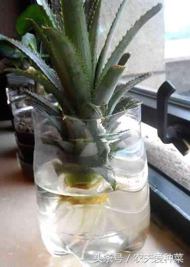 盆栽菠萝怎么让它结果更大,为什么盆栽菠萝懒人长得更旺