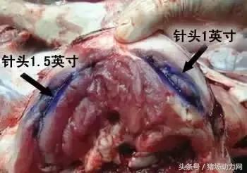 给猪打针起包怎么处理,怎样克服给猪打针的恐惧