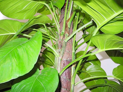 绿萝的四个特征,绿萝变黄了怎么拯救它