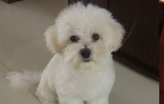 比熊犬老是掉毛怎么办,比熊犬一直拱布是怎么回事