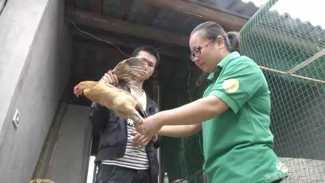 愤怒！网购鹅苗一天死一箩筐！