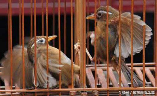 画眉鸟怎样才能大叫,画眉鸟的介绍简短又详细