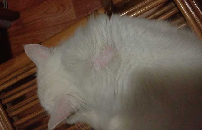 铲屎官得猫癣症状,铲屎官感染猫癣用什么药