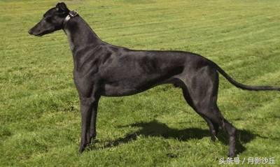 格力犬的耐力训练方法,格力犬的速度训练方法