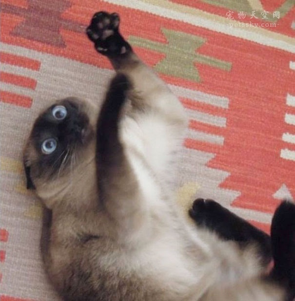 为什么猫咪会喜欢猫薄荷,为什么猫咪喜欢薄荷鱼