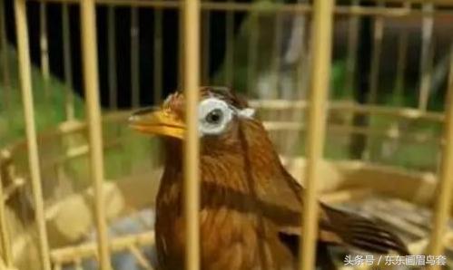 画眉鸟的叫声视频播放,画眉鸟的叫声藏有哪些知识