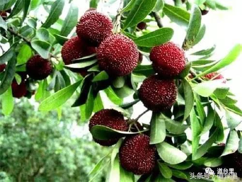 东魁杨梅的生长过程,东魁杨梅详细讲解