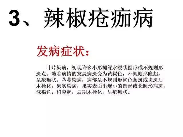 辣椒卷叶病虫害图谱及防治方案,辣椒病虫害大全