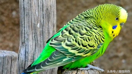 虎皮鹦鹉不孕不育,虎皮鹦鹉得病怎么办