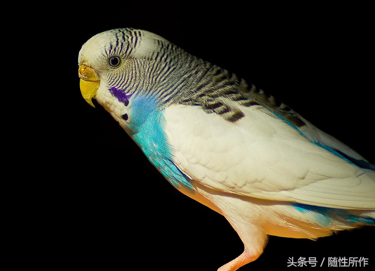 虎皮鹦鹉不孕不育,虎皮鹦鹉得病怎么办