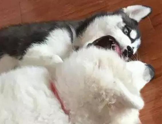 哈士奇和萨摩耶一起养,同时养哈士奇萨摩耶和阿拉斯加