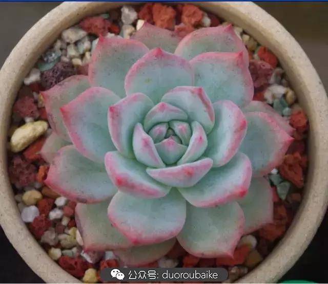 大浙江的多肉也来拉仇恨咯！即使淋雨也不褪色！我有妙招！