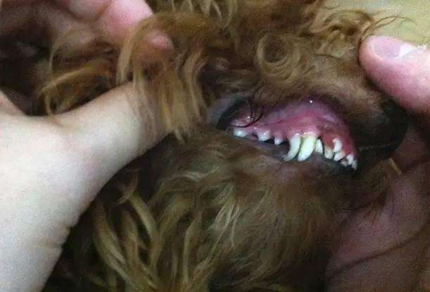 道格队长丨狗狗的营养学13期丨汪星人的双排牙怎么回事