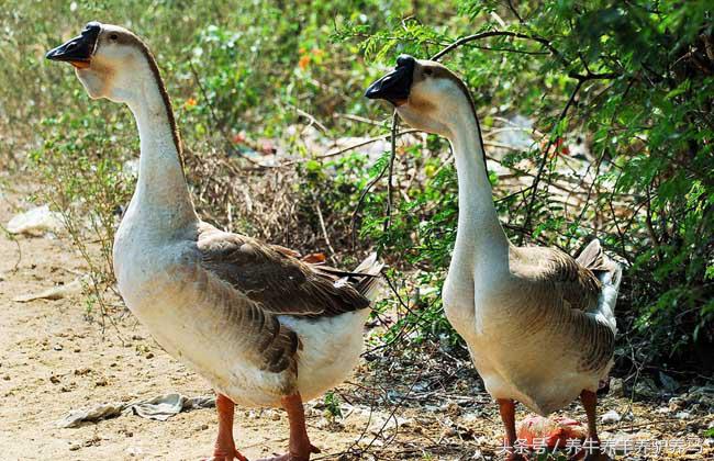 养鹅的成本和利润怎么算,大棚养鹅成本利润