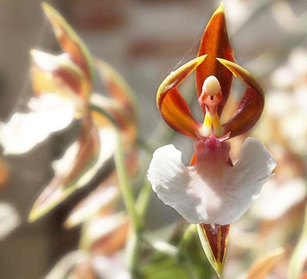 罕见又难养的兰花,最适合养的奇花兰花