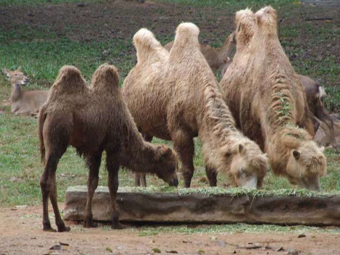广州香港迪士尼一日游报团,长隆好玩还是迪士尼好玩