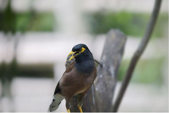 八哥鸟怎么养才能亲近人,养了一年的八哥鸟会怎样