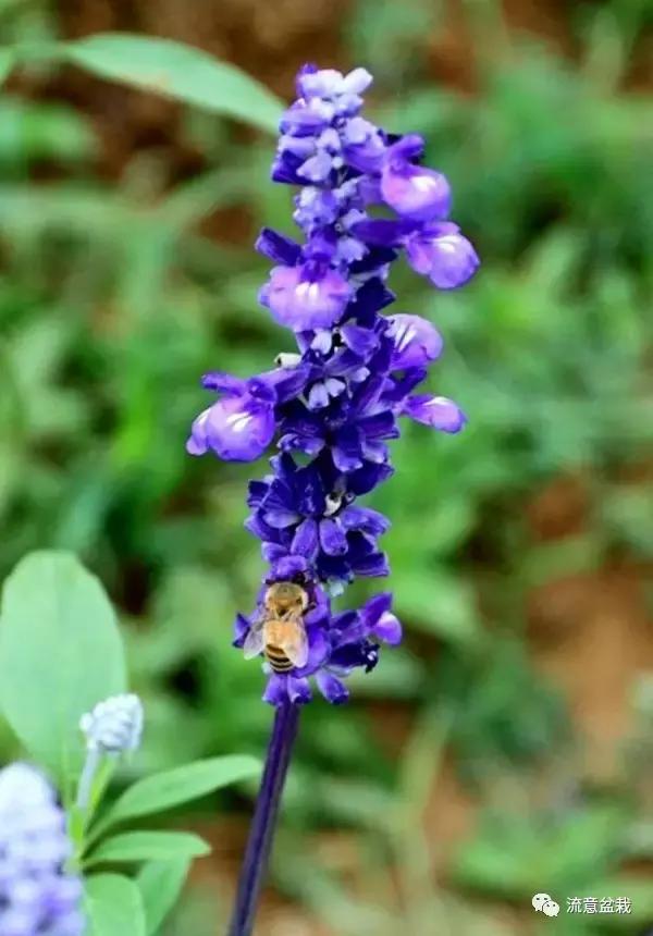 薰衣草可以用盆栽养吗,薰衣草花在家里可以养吗