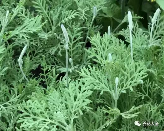 什么花驱虫又香,什么花驱虫又不伤人