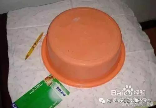 diy狗窝教程,diy狗窝教程室外水泥