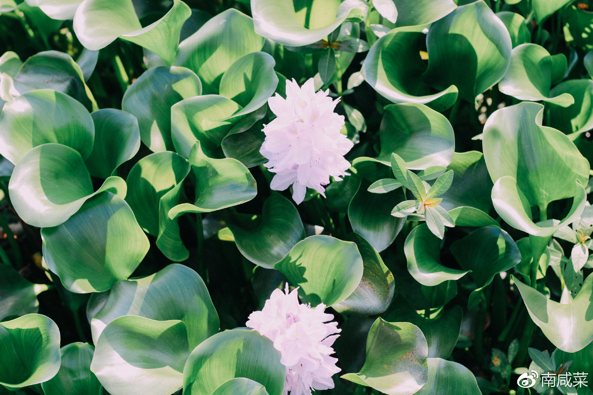 理光r1s胶片相机,理光yf-11s胶片相机