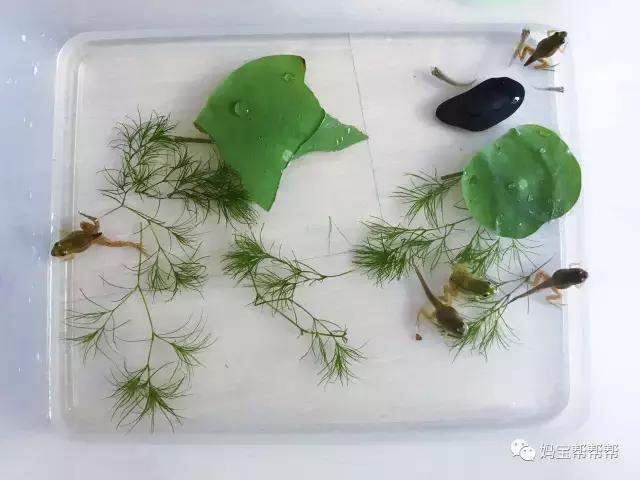 一款大人孩子都喜欢的益智玩具,国外推荐的儿童益智玩具