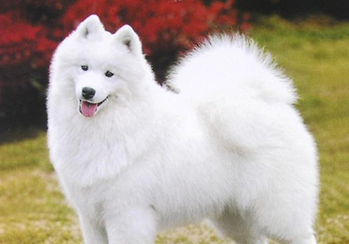 萨摩耶幼犬软便,萨摩成犬拉软便怎么办