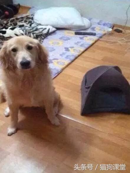 diy狗窝教程,diy狗窝教程室外水泥