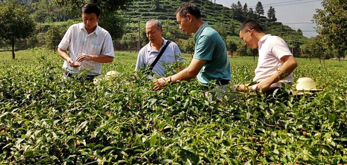 夏茶怎么才能做得好喝,夏茶的正确冲泡方法
