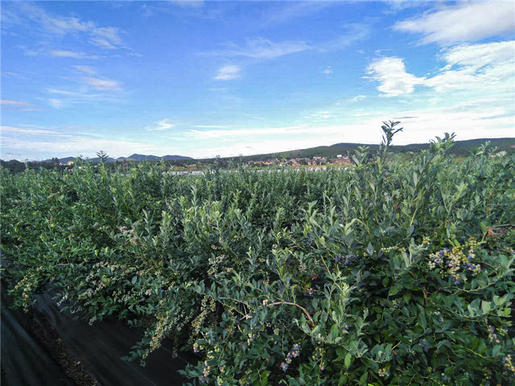 蓝莓有籽吗是老了吗,蓝莓有籽的好还是无籽的好