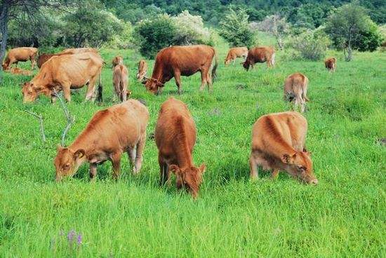 目前农村有什么致富好项目,农村做什么生意赚钱创业项目