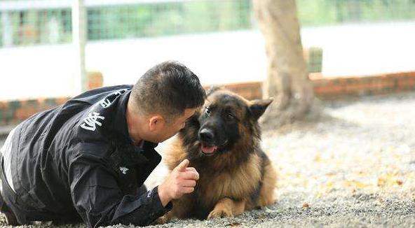 道格队长完整版,训练狗狗的29个基础动作