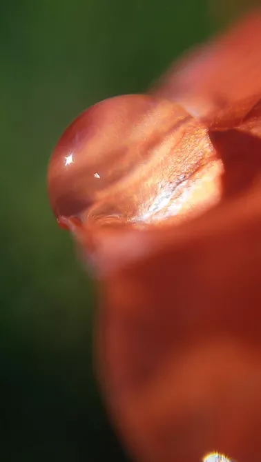 苹果手机自带微距镜头有哪些,iphone微距拍摄手机镜头