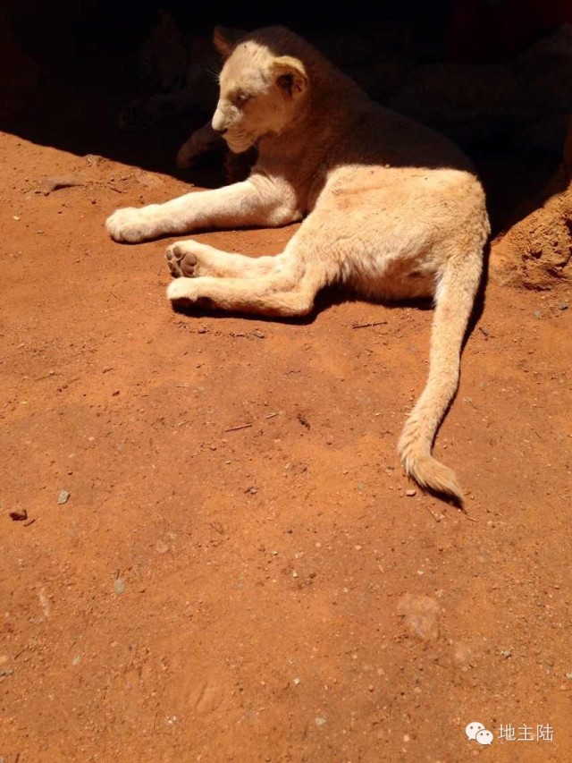 南非旅游照片,从南非回国的人