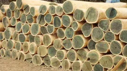 清新好物这个洗头按摩梳太实用了,又舒服又好用的木梳