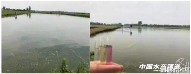 草鱼容易死的原因,草鱼春季放养死亡原因