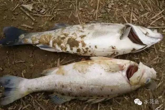 病毒性出血性败血症如何处理,暴发性出血病