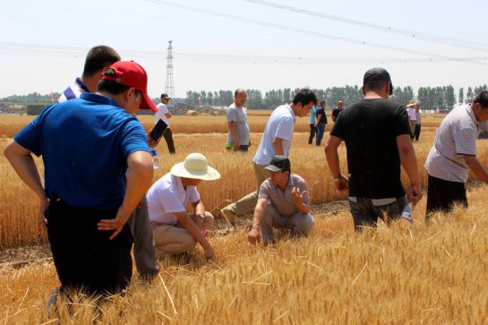 中农博远4x玉米收获机,中农博远玉米收割机视频