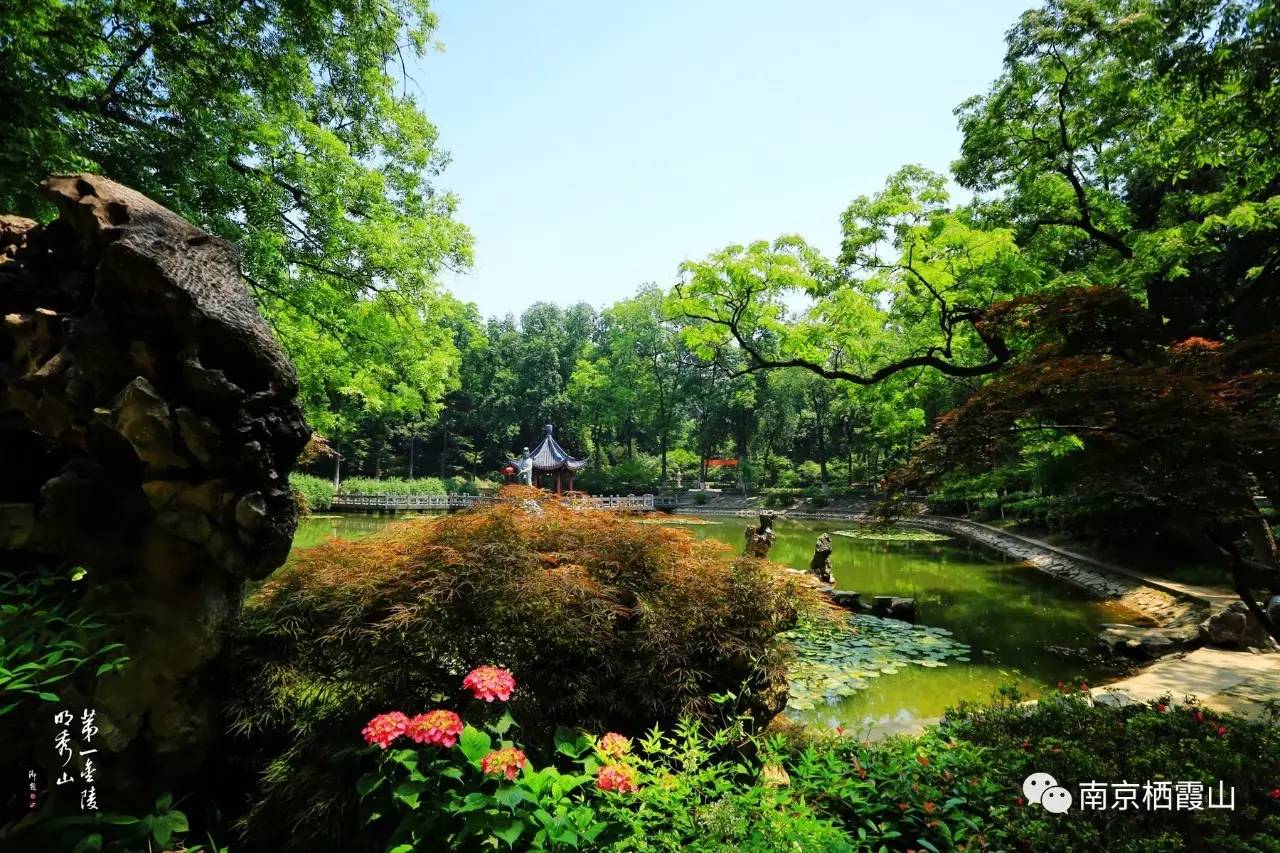 栖霞山丨夏至：翻空白鸟时时见，照水红蕖细细香