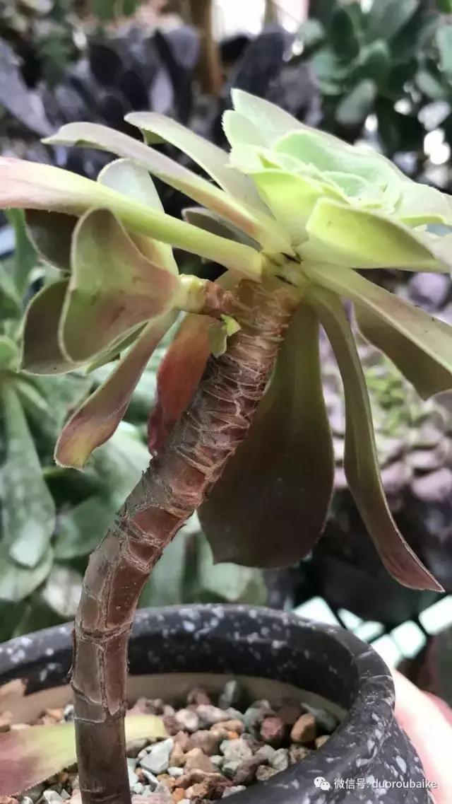 黑法师根部黑腐应该怎么处理,法师黑腐最佳治疗方法