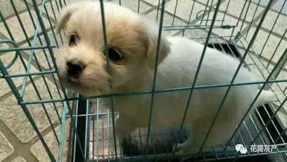 灰产如何规避打击,灰产处置