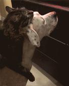 这枪战是游戏还是电影里面的，想去看看完整的