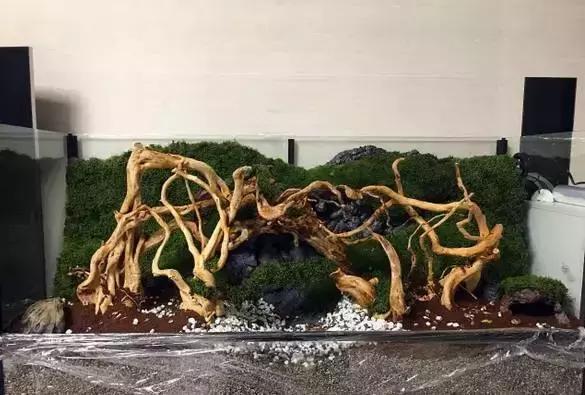 雨林缸生态水景,家居小鱼缸造景