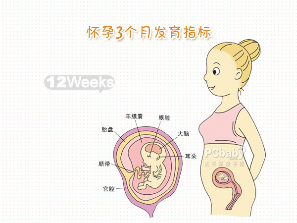 怀孕三个月的症状表现,怀孕三个月验孕棒能测出来吗