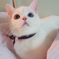 最新款的化妆气垫,彩妆全套正品气垫有哪些色号图片