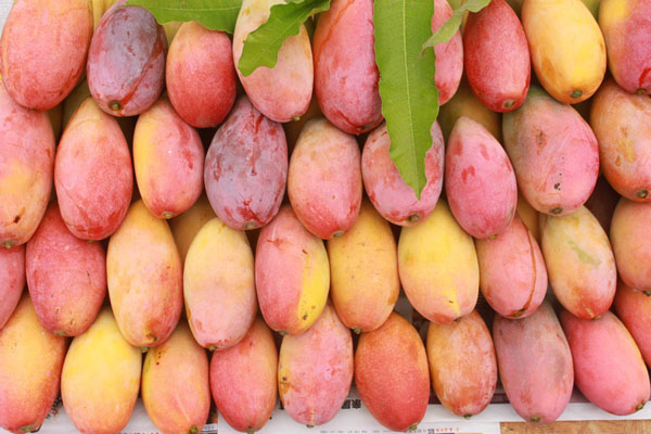 去云南旅游买的玉镯子是真的吗,去云南买玉手镯是真的吗